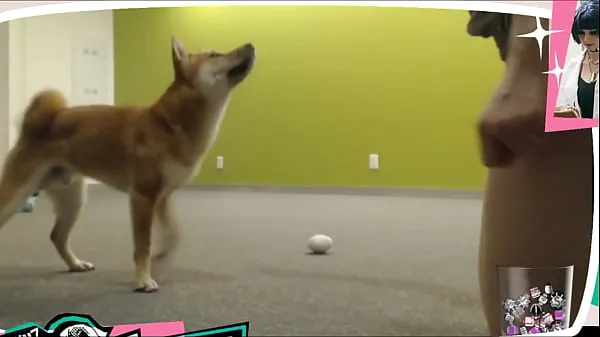 Νέα Braless Twitch Streamer Plays With Doggo ενεργειακά βίντεο
